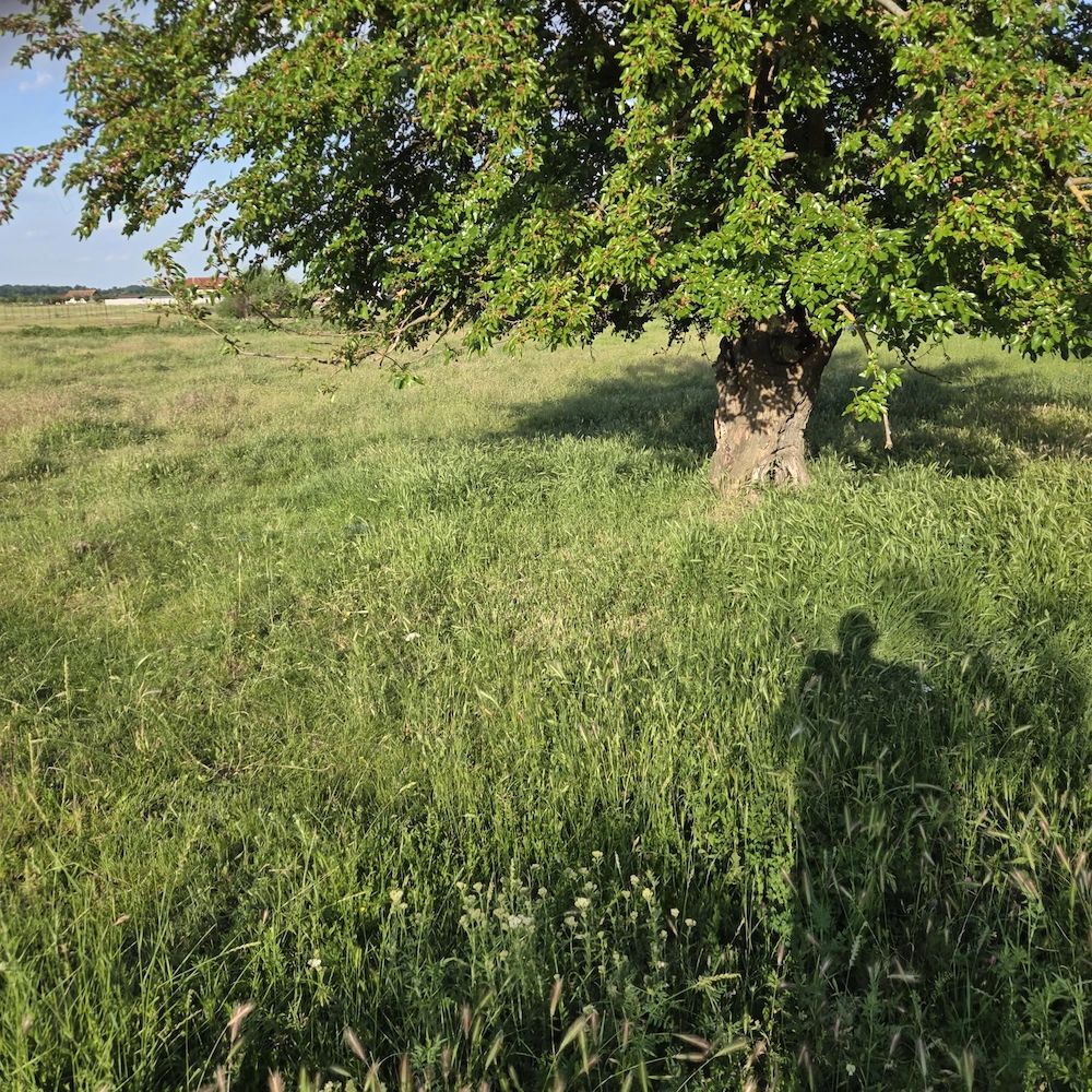 Teren Bazoș, 4.300 mp