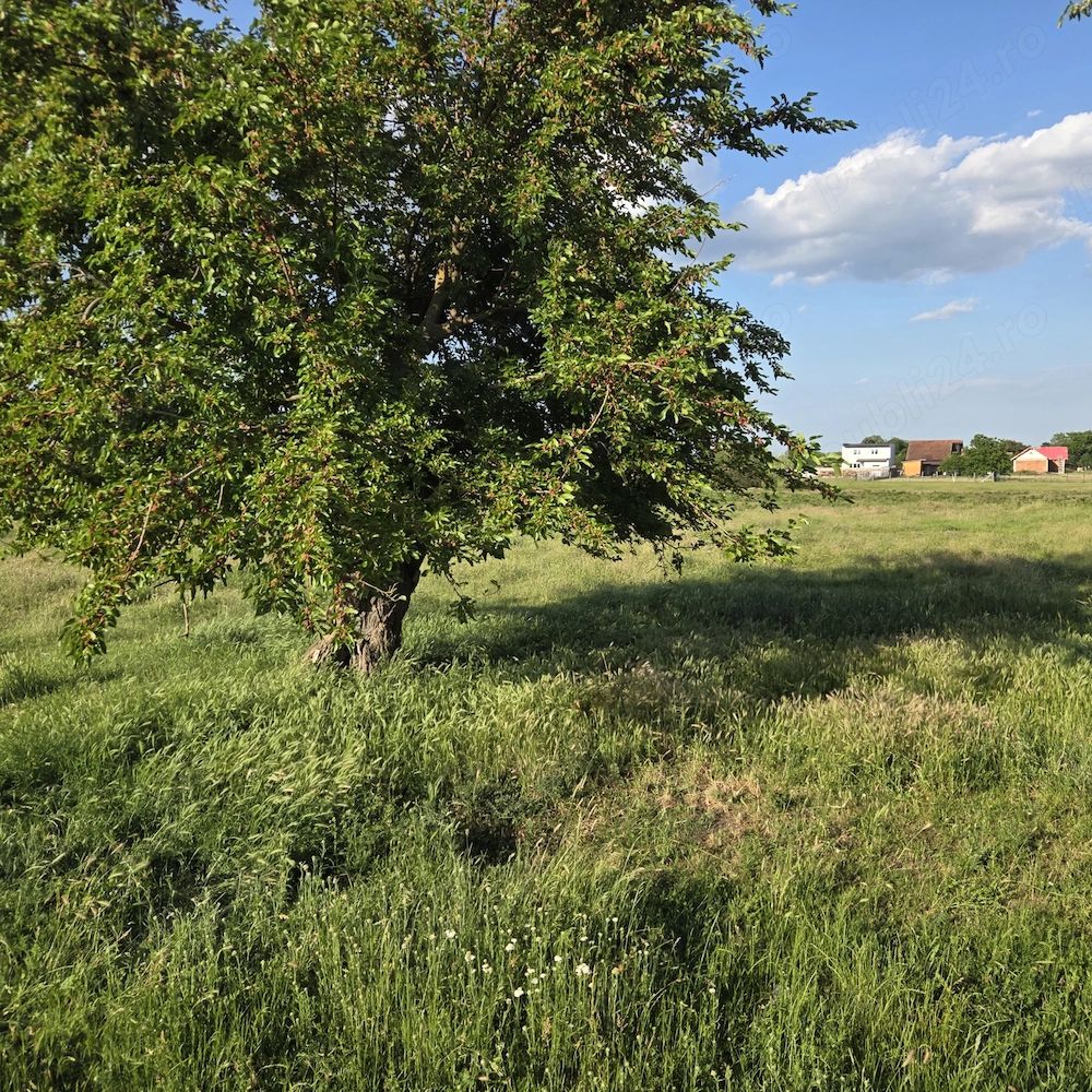 Teren Bazoș, 4.300 mp